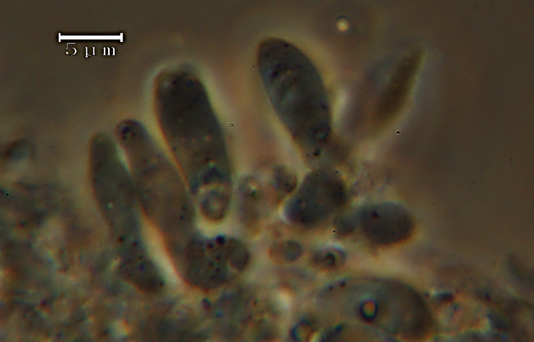 Aiuto su 2 specie - Ritr. 2 (Tyromyces chioneus)